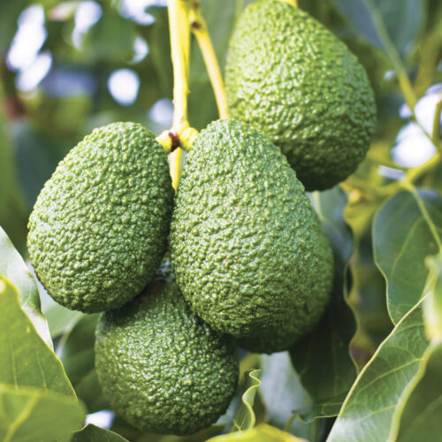 Hass avocadoes on a branch.