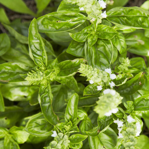 Basil leaves and flowers