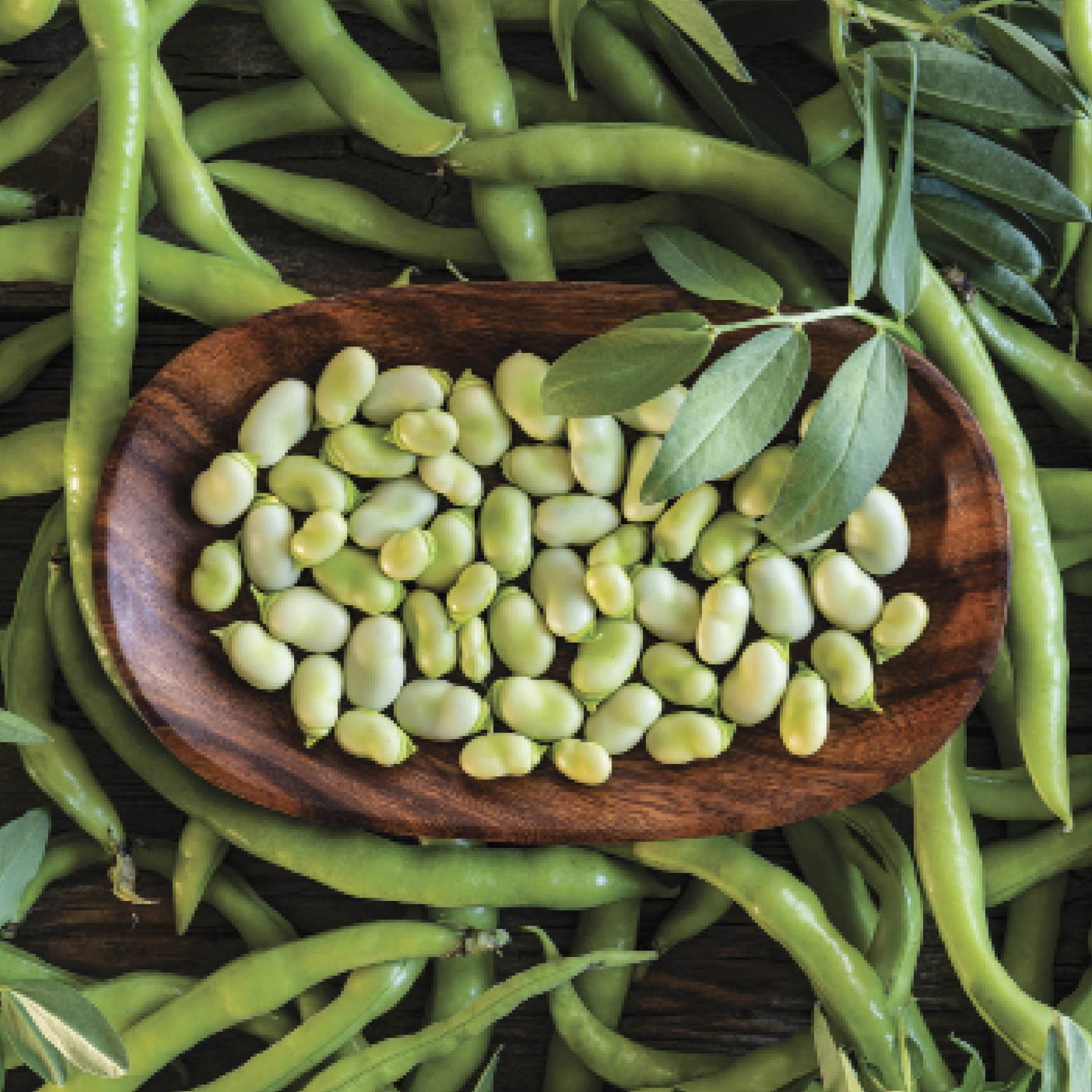 Broad bean pods and the beans out of the pod.