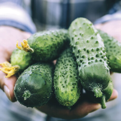 Cumbers freshly picked from a garden held in two hands.