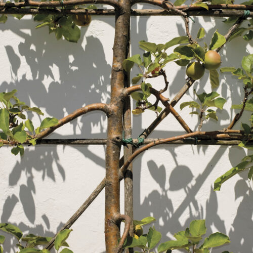 A fruit tree that has been trained or espaliered to save space.