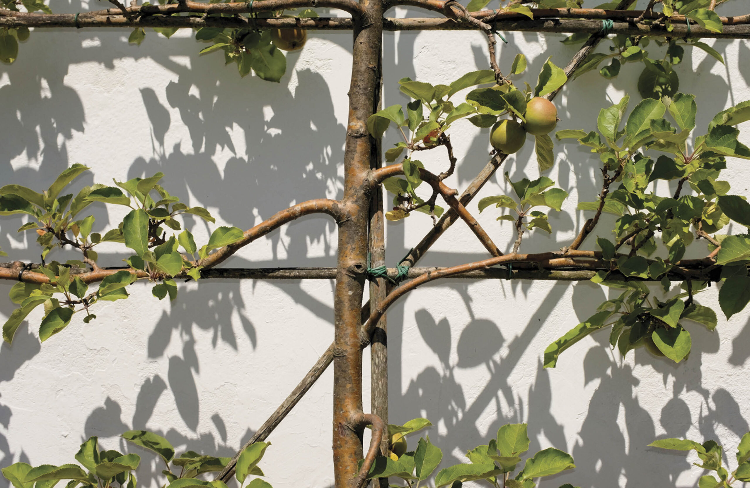 A fruit tree that has been trained or espaliered to save space.