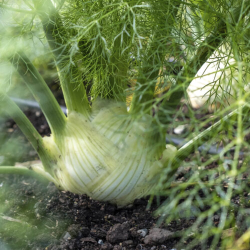 Fennel leaves and bulb growing in soil.