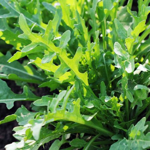 Rocket, also known as arugula, is a leafy green that's good for salads.