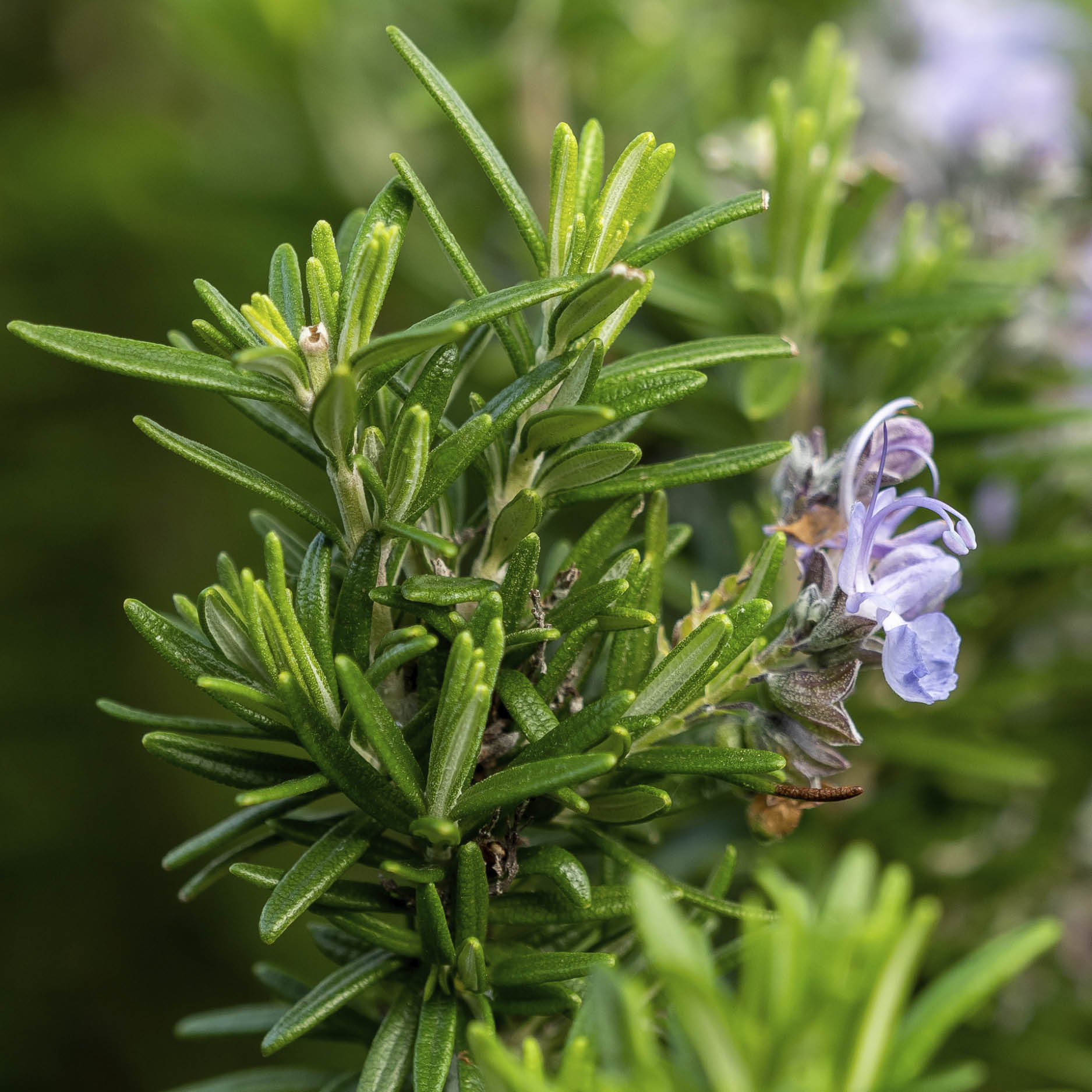 The leaves of a rosemary bush with a flower.