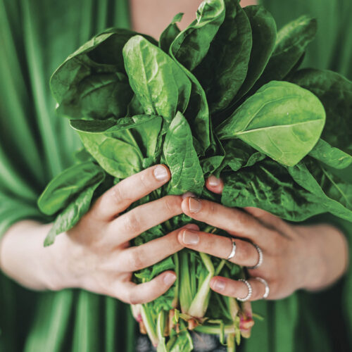 A hand holding a bunch of spinach.