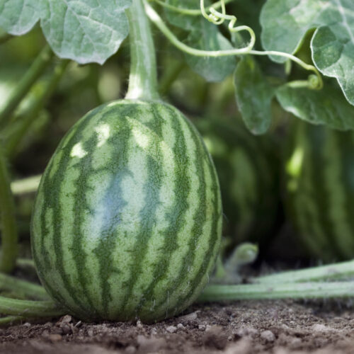 A small watermelon growing on a vine.