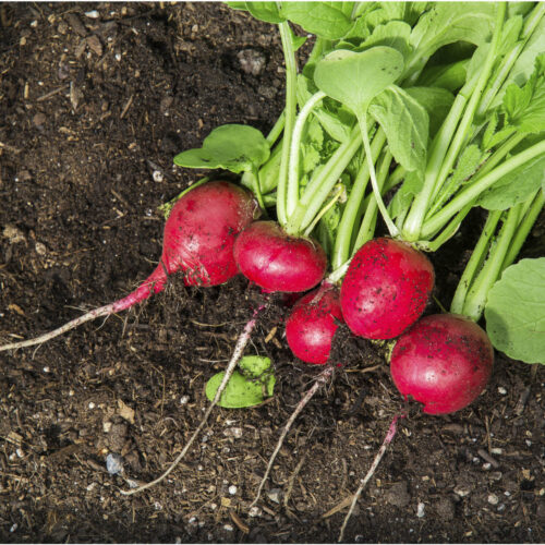 Freshly pick radish laying on dark soil.