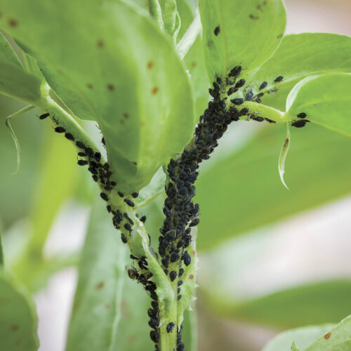 Aphids on green growth.