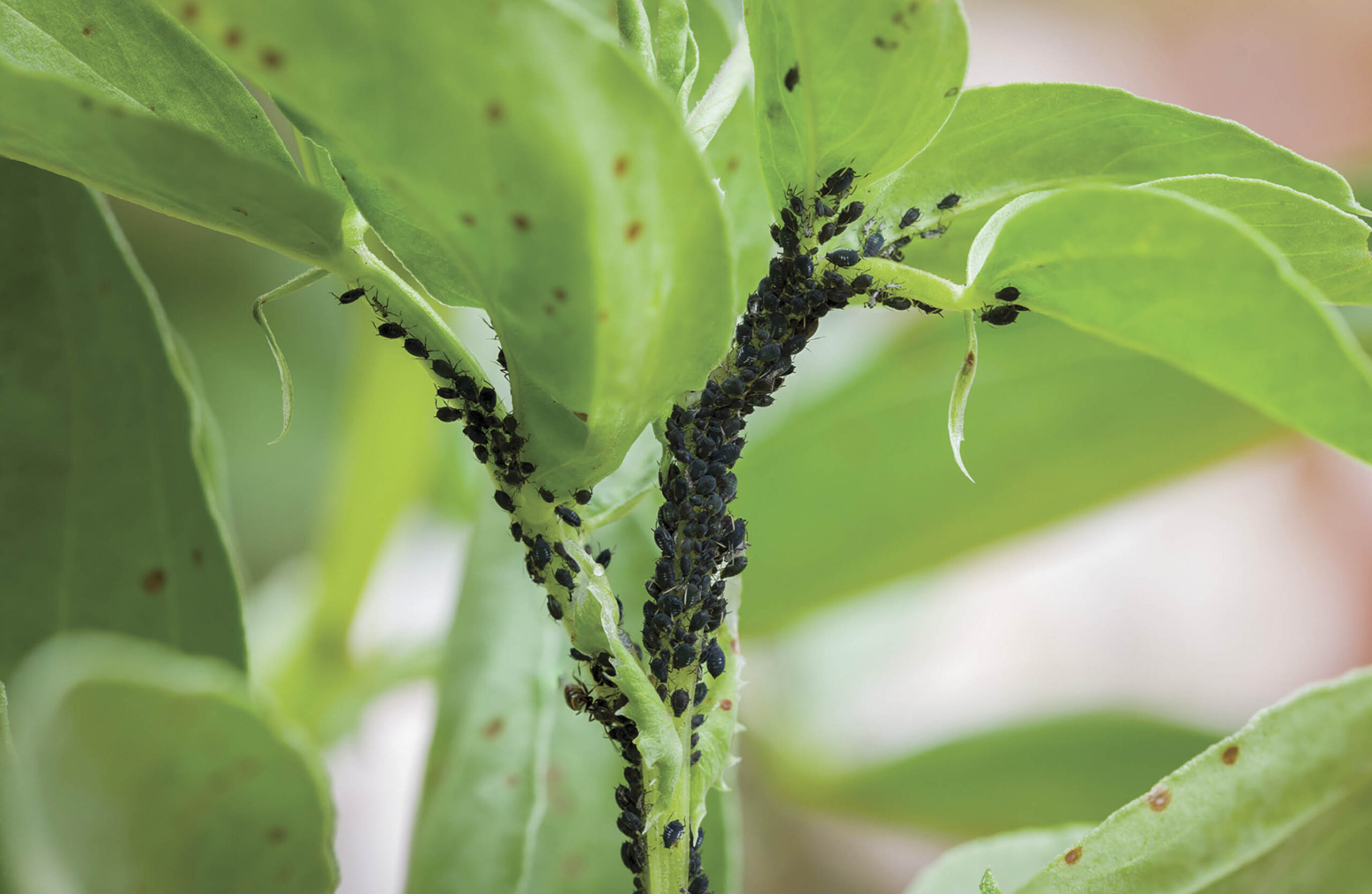 Aphids on green growth.