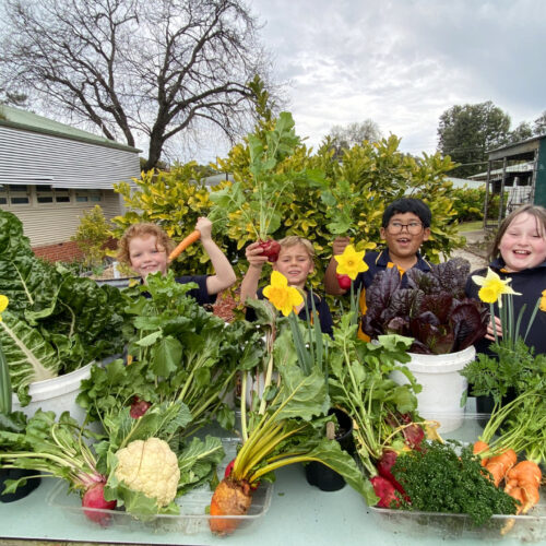 Growing creativity in Australian schools