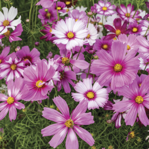 Cosmos flowers