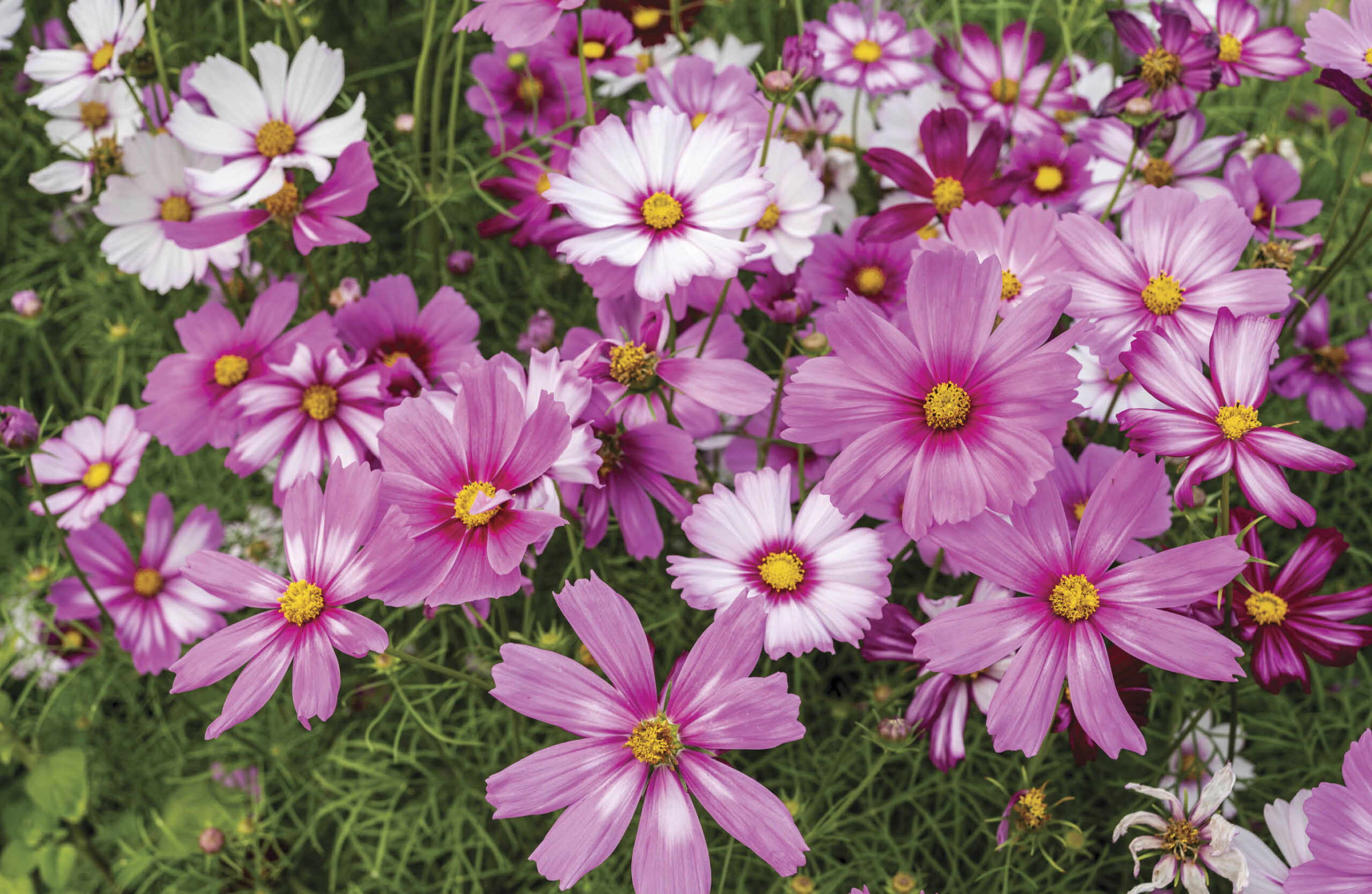 Cosmos flowers