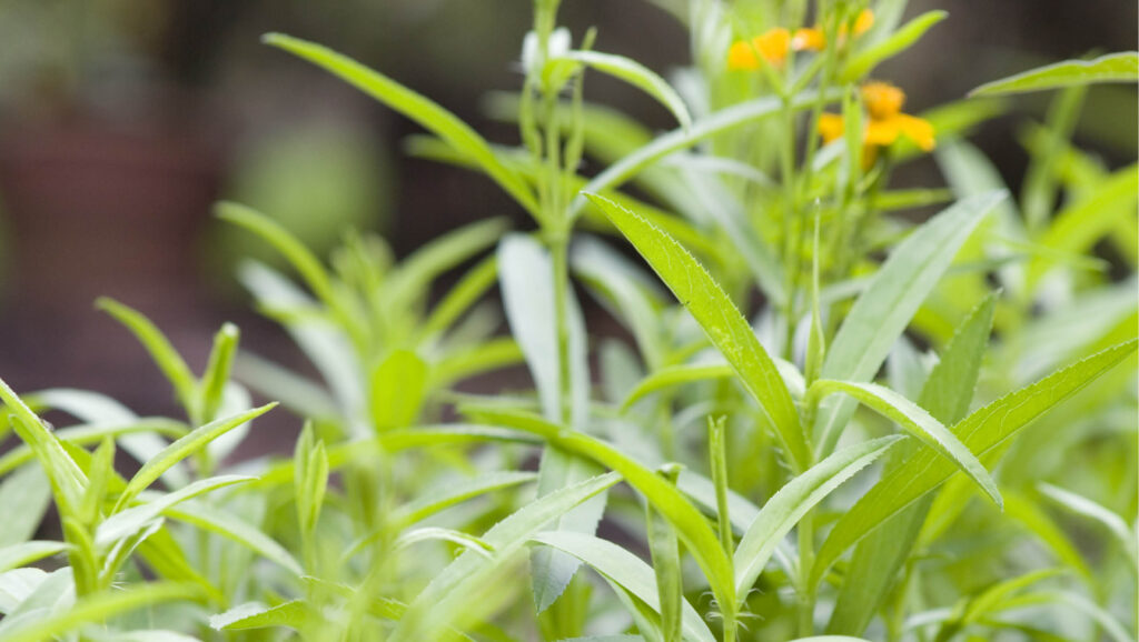 Low-maintenance perennial herbs such as tarragon are suited to coastal areas and sandy soils.