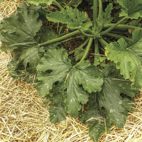 Mulch surrounding a green-leafed plant.