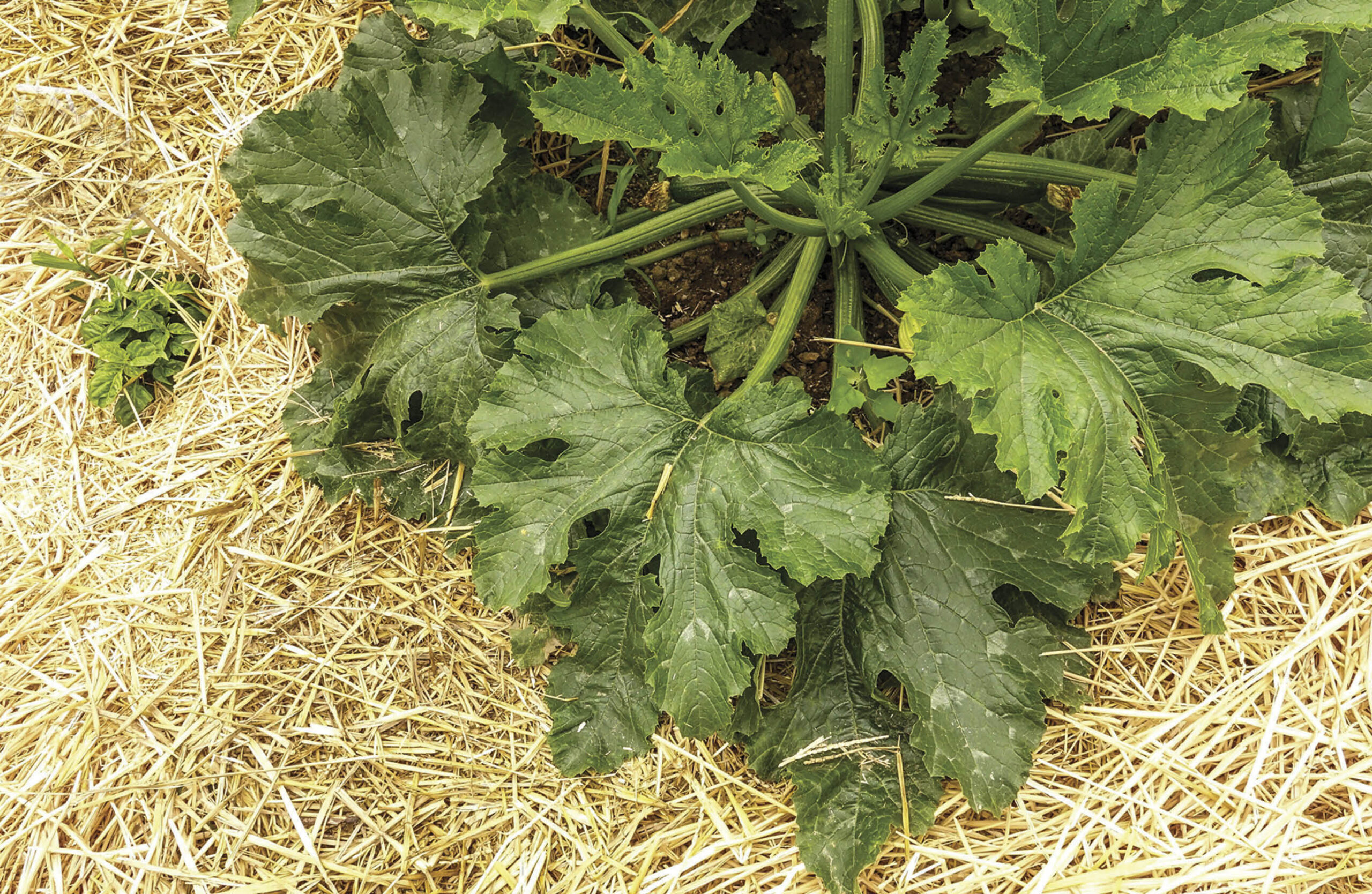 Mulch surrounding a green-leafed plant.