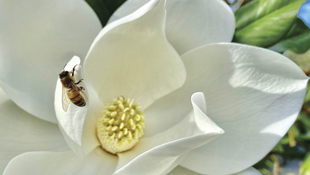 Magnolias produce protein-rich pollen, which attracts bees.