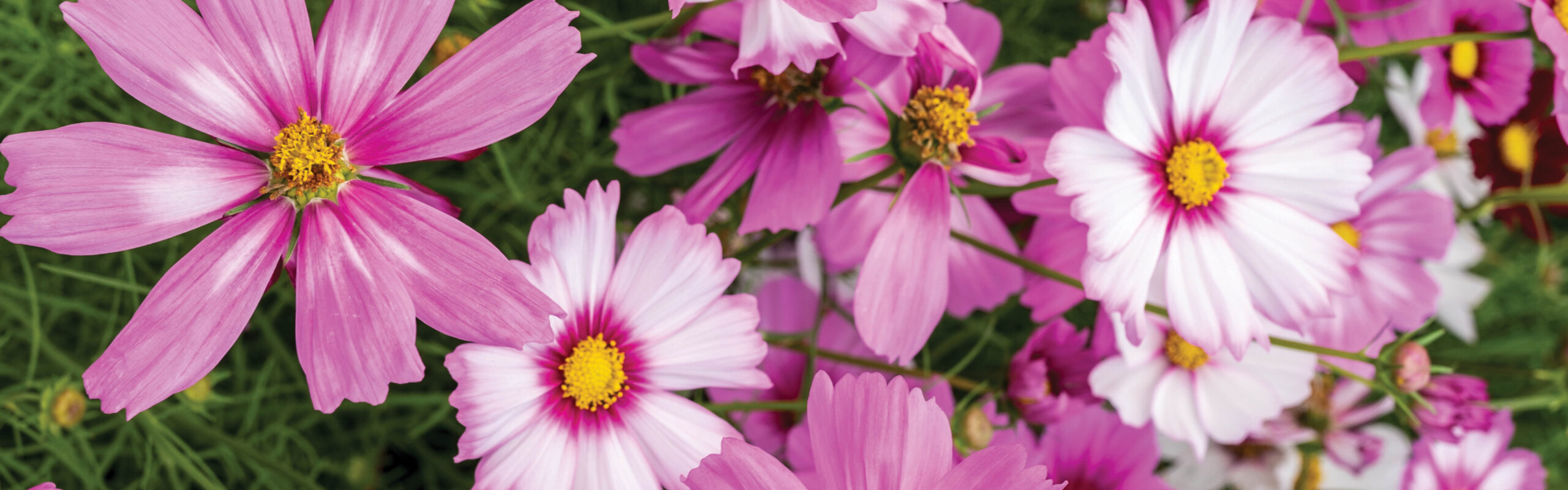 Cosmos flowers