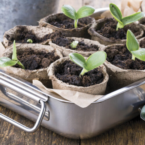 A tray of paper pots with small seedlings growing in them.