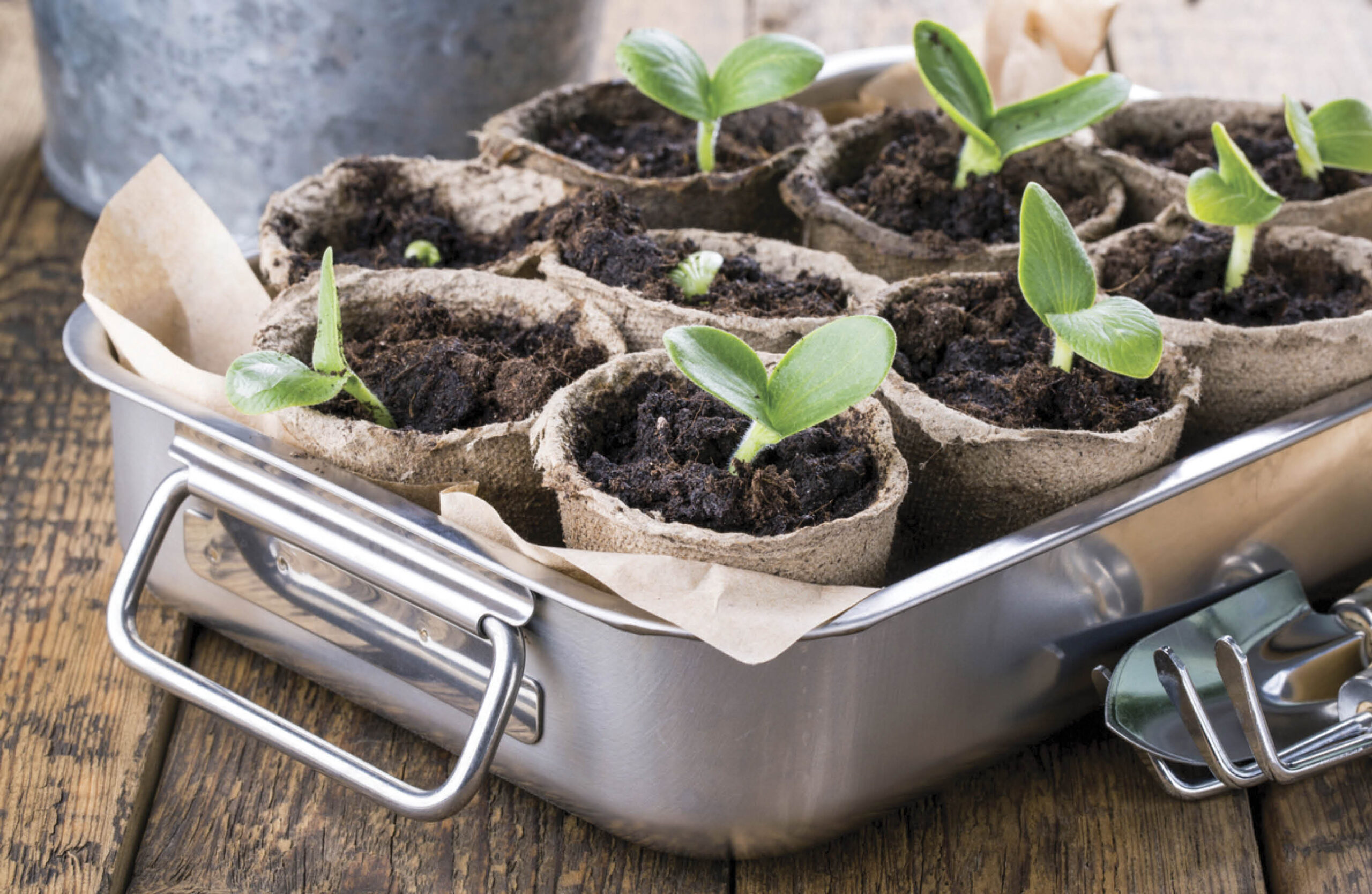 A tray of paper pots with small seedlings growing in them.