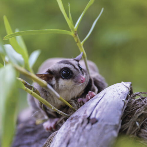 Sugar-glider on a tree