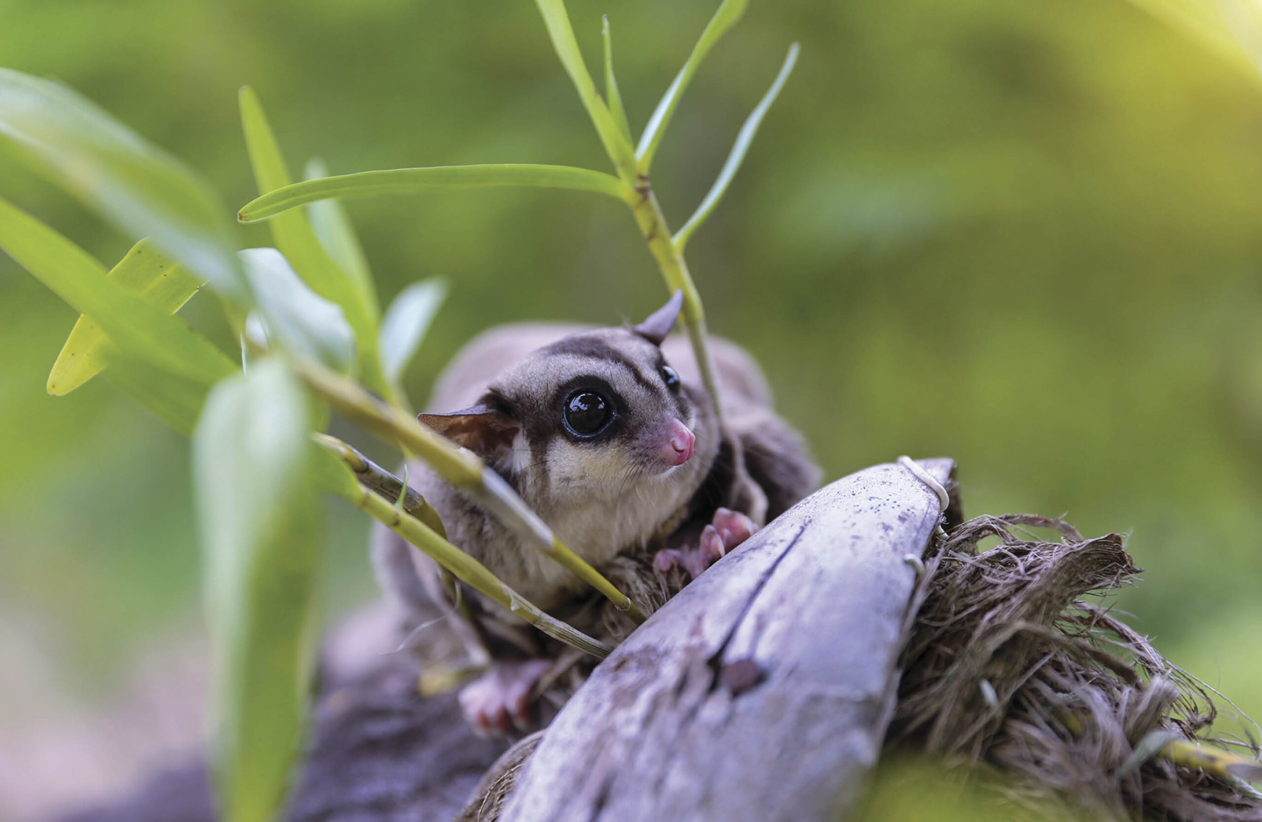 Sugar-glider on a tree