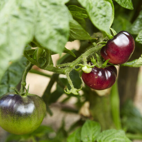 Tomatoes growing