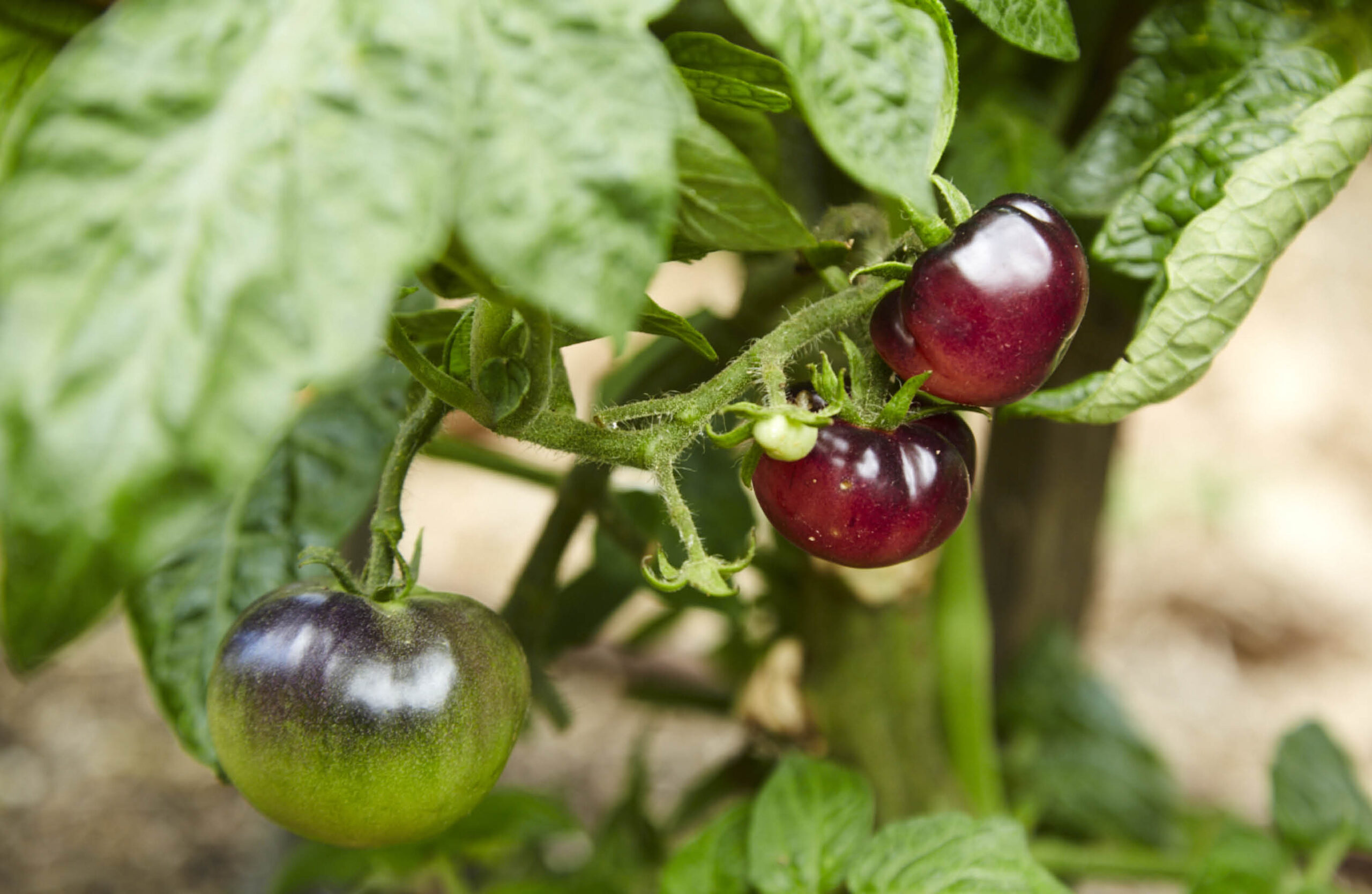 Tomatoes growing