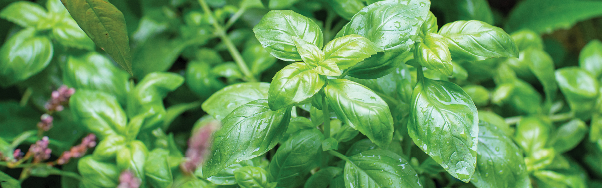 Herbs such as basil are the backbone of our summer kitchen garden.