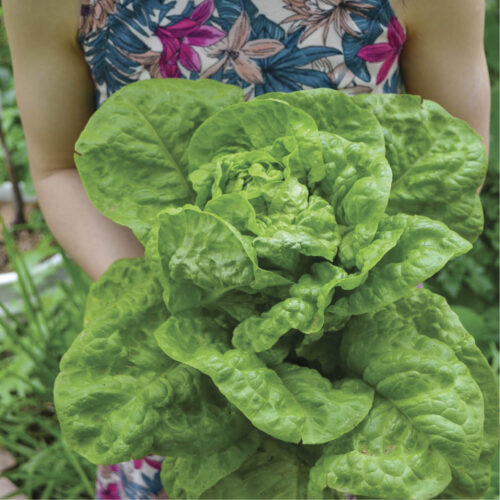 Jian Liu holding the All Year Round lettuce variety.