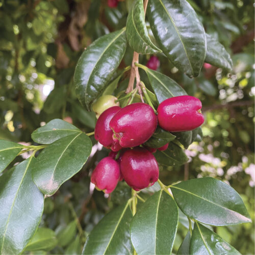 Brush cherry lilly pilly.