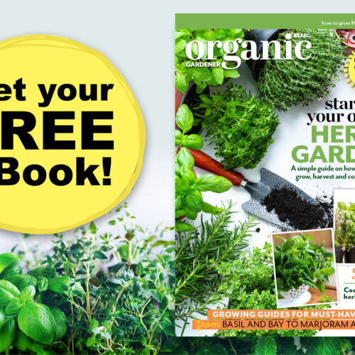 Learn how to grow herbs with expert advice from ABC Organic Gardener magazine.