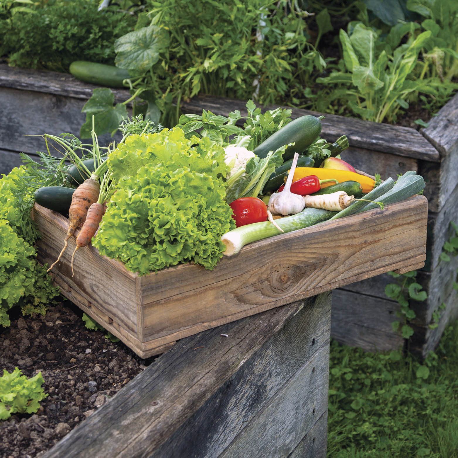 Bountiful summer harvest of fresh vegies.