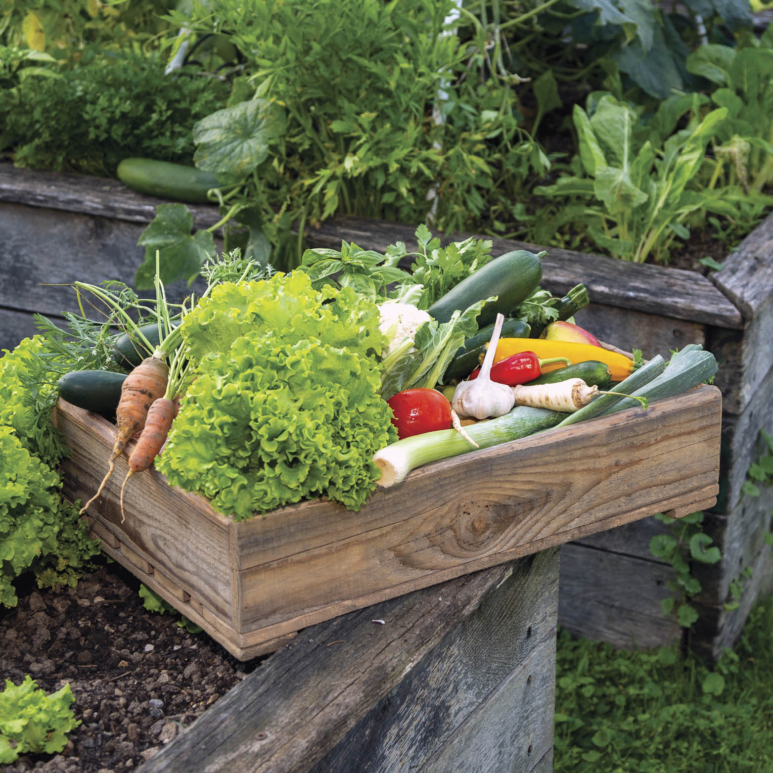 Bountiful summer harvest of fresh vegies.