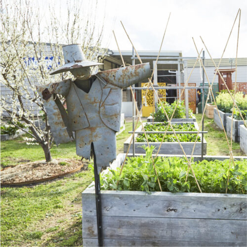 Scarecrow and garden bed at a local Victorian school.