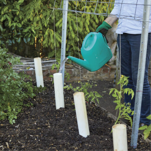 Watering tomatoes via a PVC pipe stuck in the ground.