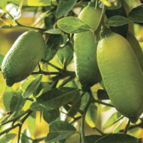 Australian native finger limes.