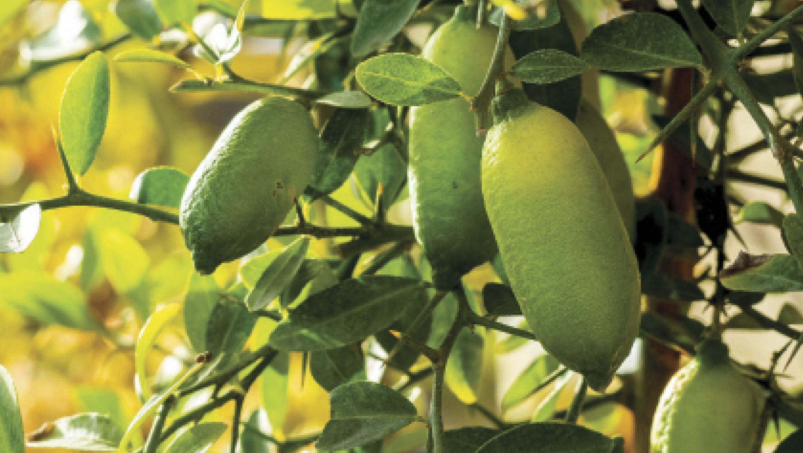 Australian native finger limes.