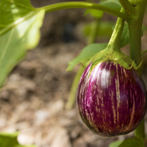 Grow your own eggplant.