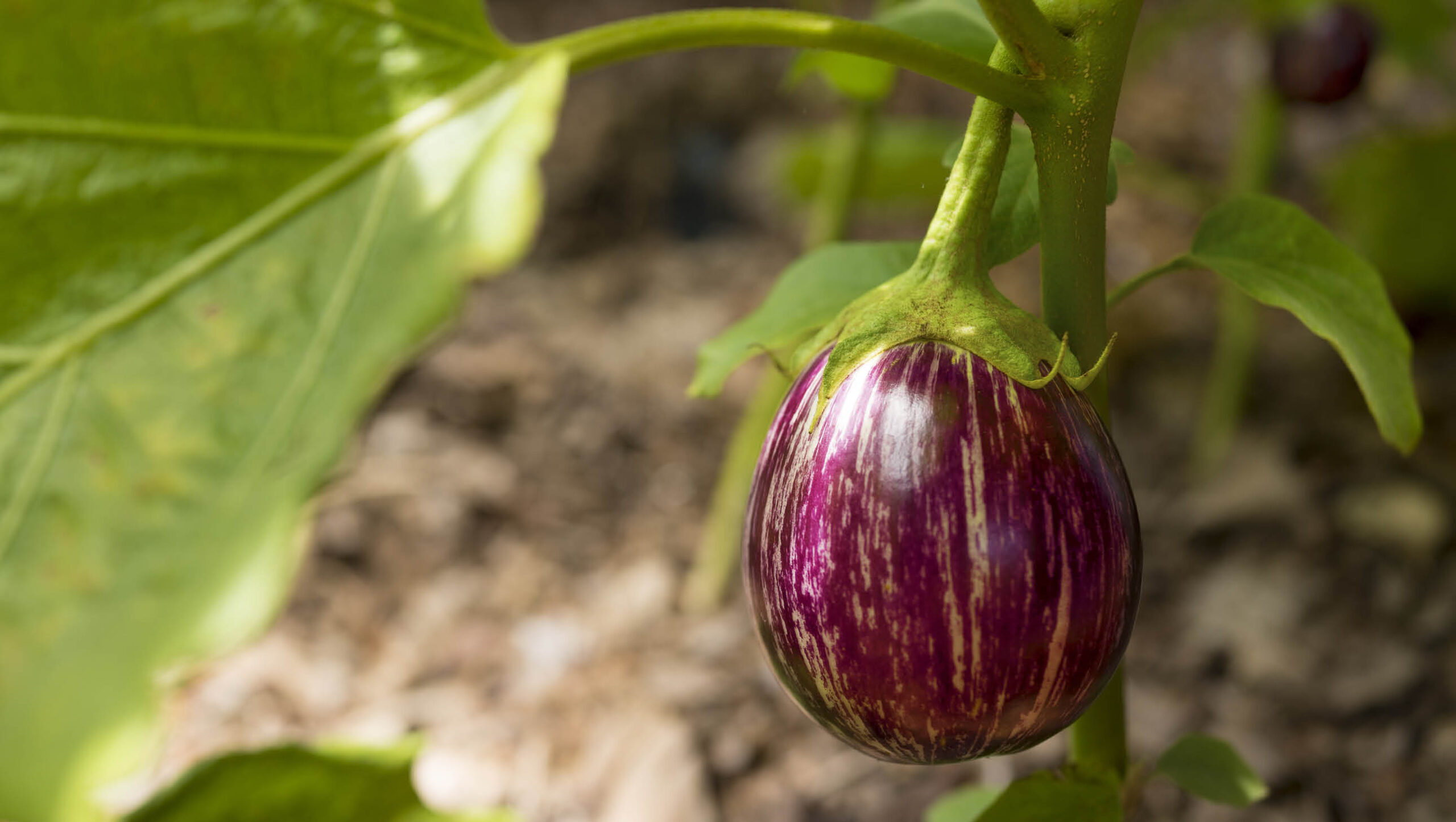 Grow your own eggplant.