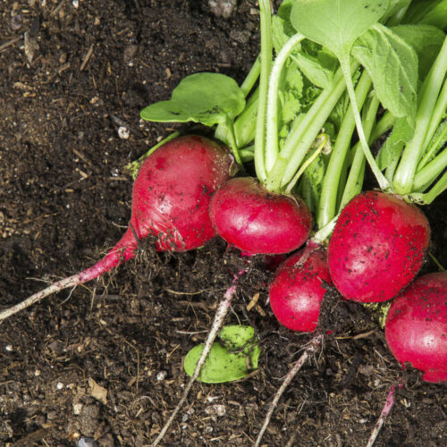 Radish fresh from the garden.