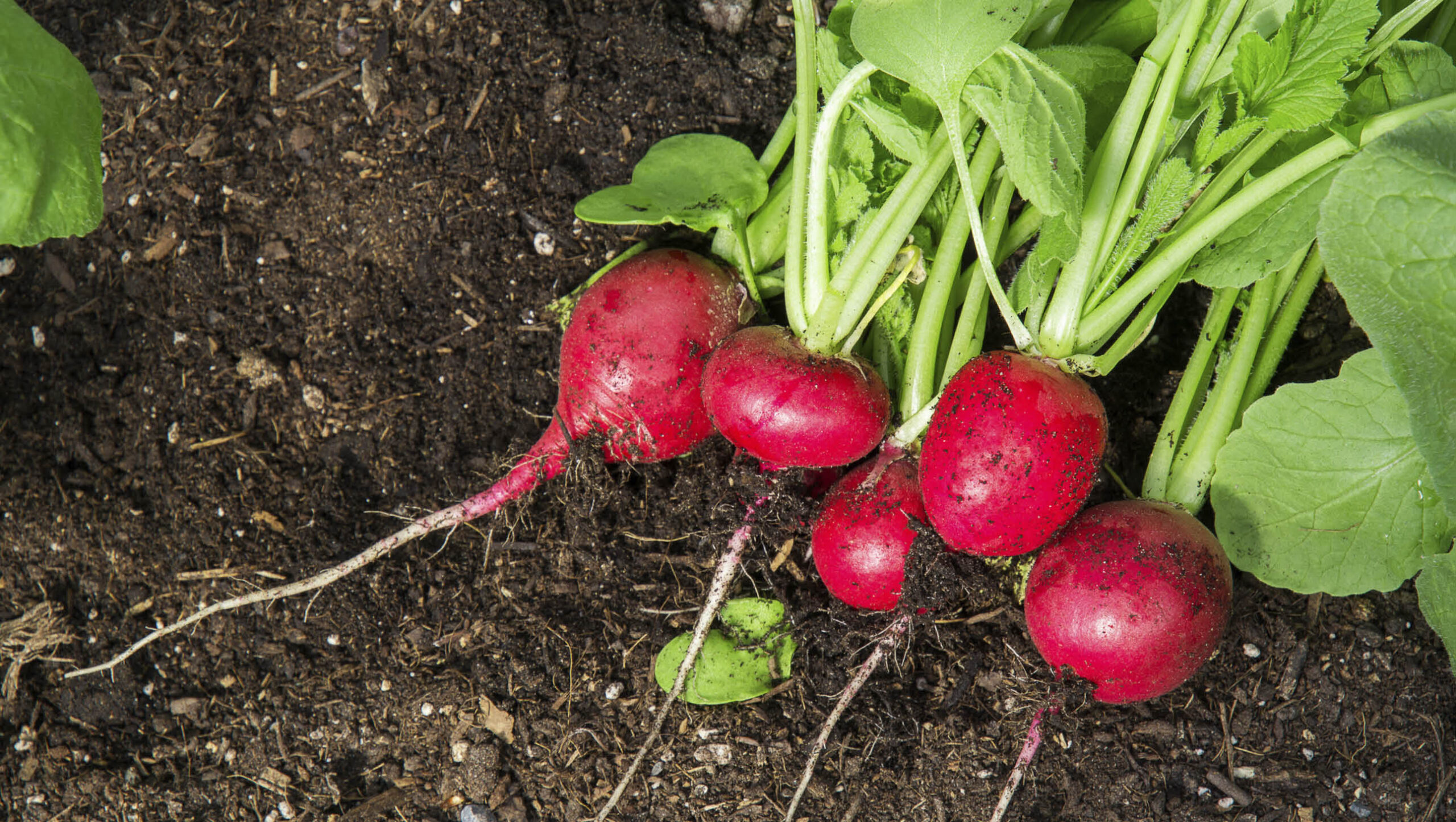 Radish fresh from the garden.