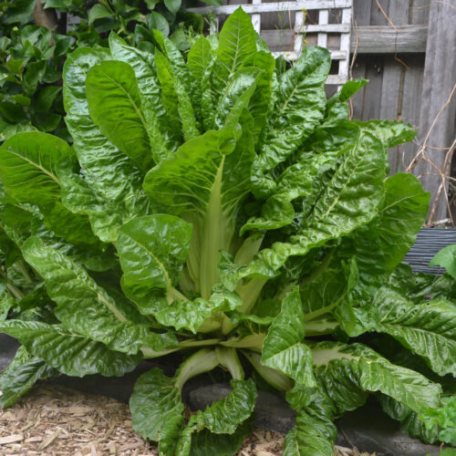 Silverbeet growing in a Melbourne garden.