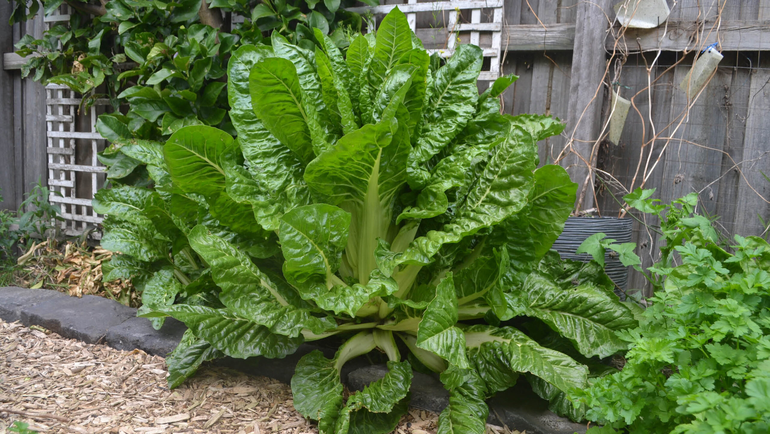 Silverbeet growing in a Melbourne garden.