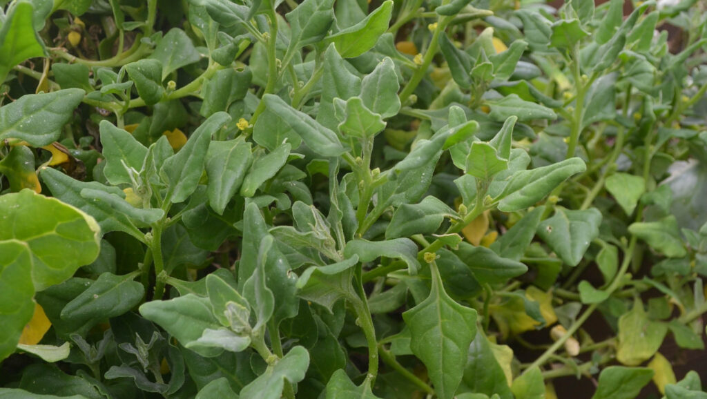 Native to areas of Australia, New Zealand and Asia, Warrigal greens are also known as New Zealand spinach.