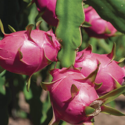 Dragon fruit is a cactus.