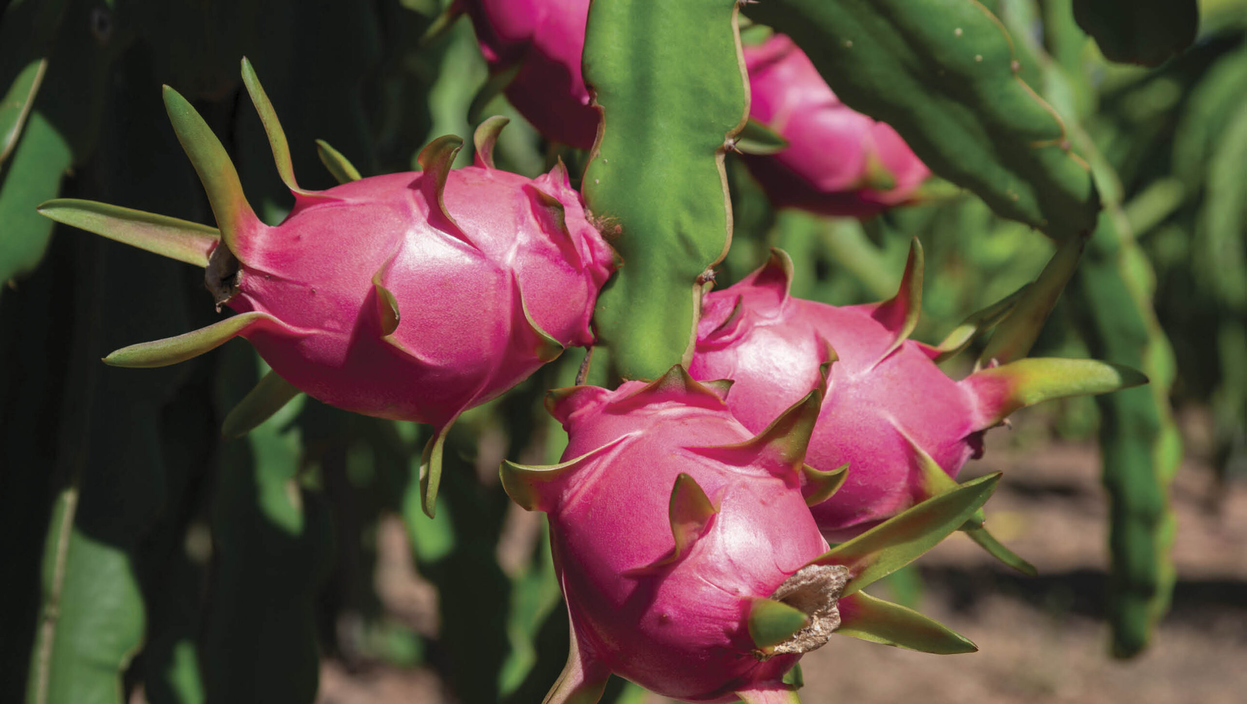 Dragon fruit is a cactus.