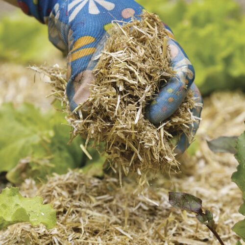 Spreading mulch to protect plants.