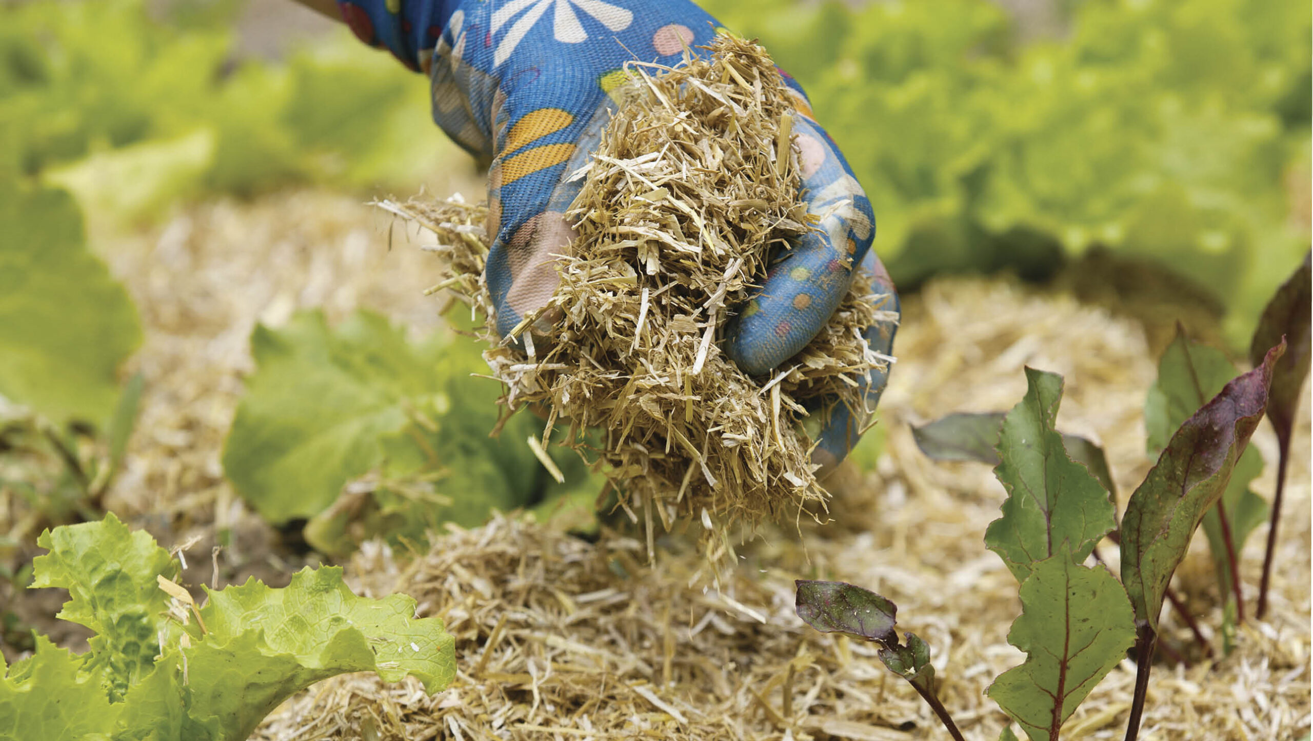 Spreading mulch to protect plants.