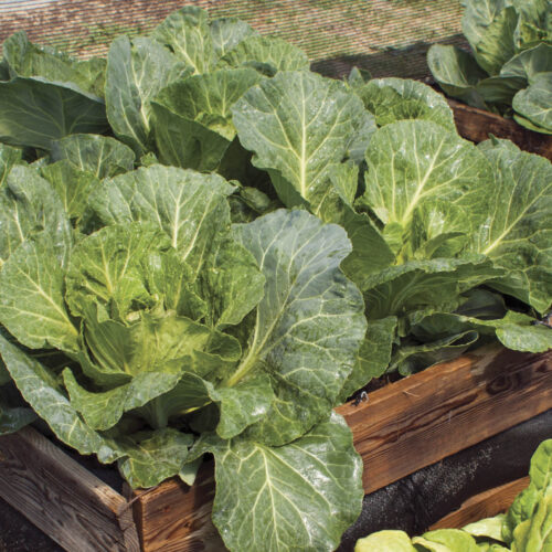 Brassicas like cauliflower can be started in punnets then transplanted.